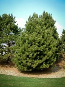 Сосна Чёрная (Pinus Nigra) купить по цене от 270.00р. в интернет-магазине «Посадика» с доставкой почтой в в Нефтеюганске и по всей России – [изображение №1].