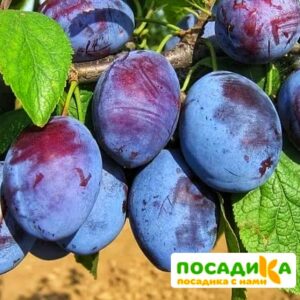 Слива Чачакская ранняя купить по цене от 229.00р. в интернет-магазине «Посадика» с доставкой почтой в в Нефтеюганске и по всей России – [изображение №1].