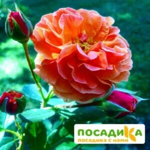 Роза Арабия купить по цене от 350.00р. в интернет-магазине «Посадика» с доставкой почтой в в Нефтеюганске и по всей России – [изображение №1].