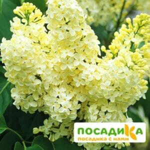 Сирень Примроуз (Primrose) купить по цене от 529.00р. в интернет-магазине «Посадика» с доставкой почтой в в Нефтеюганске и по всей России – [изображение №1].