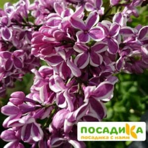 Сирень Сенсация купить по цене от 529.00р. в интернет-магазине «Посадика» с доставкой почтой в в Нефтеюганске и по всей России – [изображение №1].