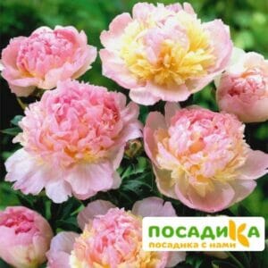 Пион Распберри Сандей (Paeonia Raspberry Sundae) купить по цене от 959р. в интернет-магазине «Посадика» с доставкой почтой в в Нефтеюганске и по всей России – [изображение №1].