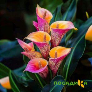 Калла Оникс купить по цене от 450р. в интернет-магазине «Посадика» с доставкой почтой в в Нефтеюганске и по всей России – [изображение №1].