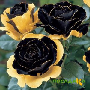 Роза Ханни Сикл купить по цене от 700р. в интернет-магазине «Посадика» с доставкой почтой в в Нефтеюганске и по всей России – [изображение №1].