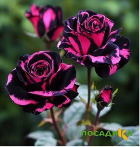 Роза Багровый Шепот купить по цене от 366р. в интернет-магазине «Посадика» с доставкой почтой в в Нефтеюганске и по всей России – [изображение №1].