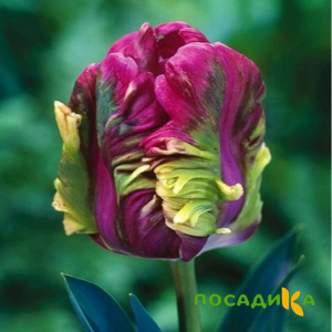 Тюльпан Экзотик Хэвен купить по цене от 186р. в интернет-магазине «Посадика» с доставкой почтой в в Нефтеюганске и по всей России – [изображение №1].
