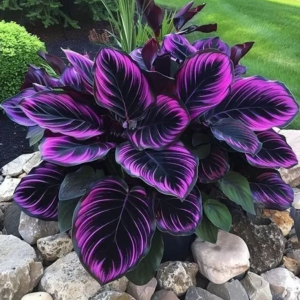 Хоста Люминоза купить по цене от 450р. в интернет-магазине «Посадика» с доставкой почтой в в Нефтеюганске и по всей России – [изображение №1].