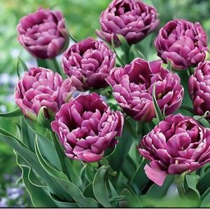 Тюльпан Айс Крим купить по цене от 430р. в интернет-магазине «Посадика» с доставкой почтой в в Нефтеюганске и по всей России – [изображение №1].