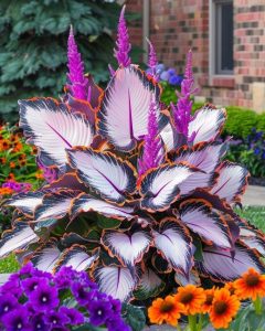 Хоста Кримэн Дрим купить по цене от 549р. в интернет-магазине «Посадика» с доставкой почтой в в Нефтеюганске и по всей России – [изображение №1].