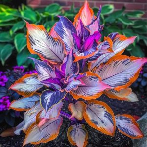 Хоста Эмеральд Тиара купить по цене от 602р. в интернет-магазине «Посадика» с доставкой почтой в в Нефтеюганске и по всей России – [изображение №1].