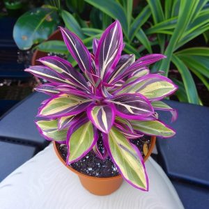 Хоста Сильвер Стик купить по цене от 650р. в интернет-магазине «Посадика» с доставкой почтой в в Нефтеюганске и по всей России – [изображение №1].