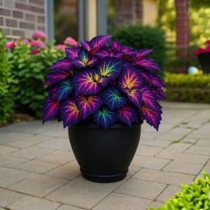 Хоста Фрости Блю купить по цене от 389р. в интернет-магазине «Посадика» с доставкой почтой в в Нефтеюганске и по всей России – [изображение №1].