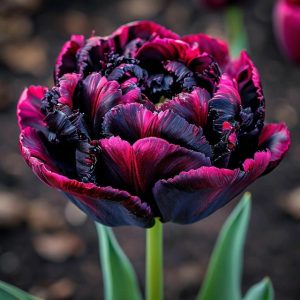 Тюльпан Фламинго купить по цене от 500р. в интернет-магазине «Посадика» с доставкой почтой в в Нефтеюганске и по всей России – [изображение №1].