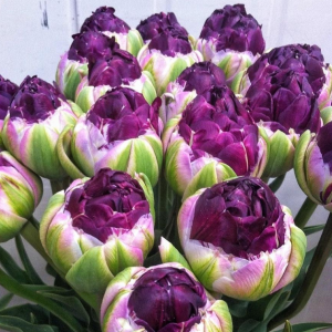 Тюльпан Анаконда купить по цене от 450р. в интернет-магазине «Посадика» с доставкой почтой в в Нефтеюганске и по всей России – [изображение №1].