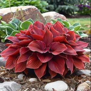 Хоста Рэд Эйнджл купить по цене от 549р. в интернет-магазине «Посадика» с доставкой почтой в в Нефтеюганске и по всей России – [изображение №1].